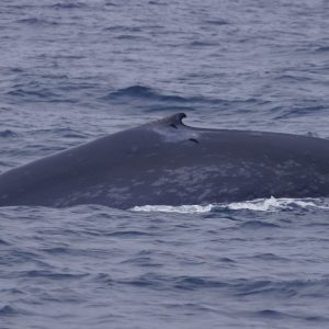 a whale jumping out of the water