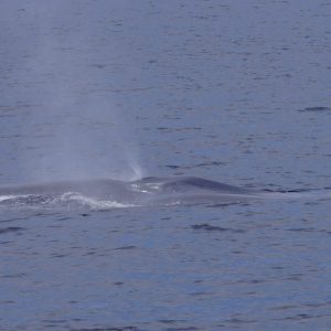 Blue whale in San Diego