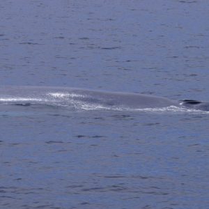 Blue whale in San Diego