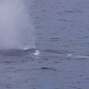 Blue whale in San Diego