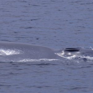 Blue whale in San Diego