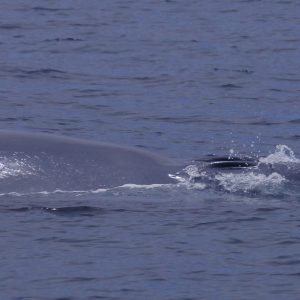 Blue whale in San Diego