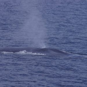 Blue whale in San Diego