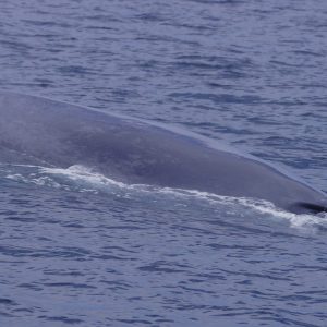 Blue whale in San Diego