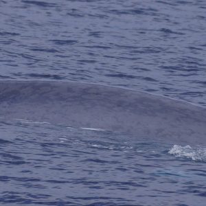 Blue whale in San Diego