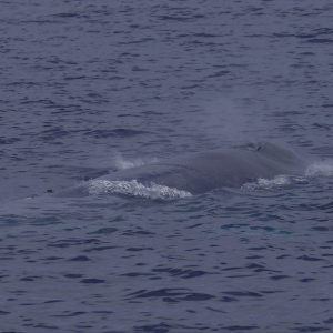 Blue whale in San Diego