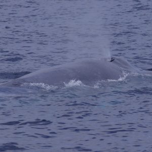 Blue whale in San Diego