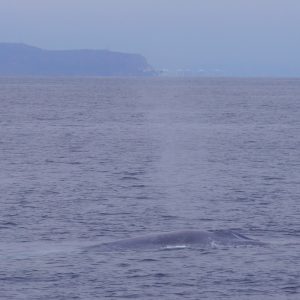Blue whale in San Diego