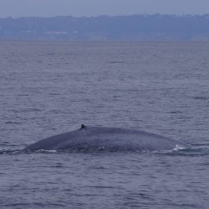 Blue whale in San Diego