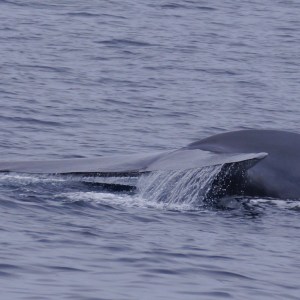 Blue whale in San Diego