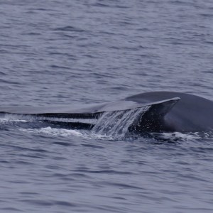 Blue whale in San Diego