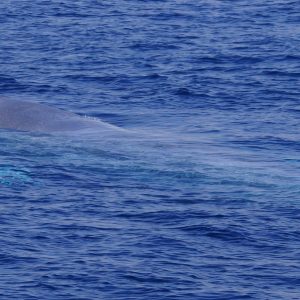 Blue whale in San Diego