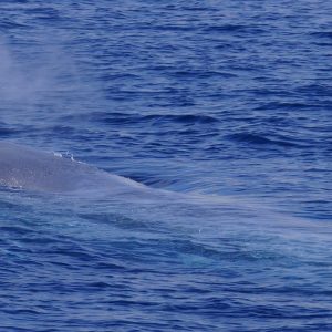 Blue whale in San Diego