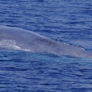 Blue whale in San Diego