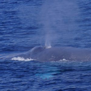 Blue whale in San Diego