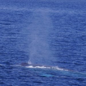 Blue whale in San Diego