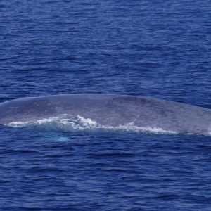Blue whale in San Diego