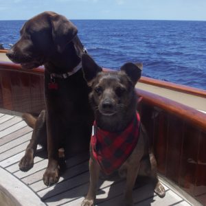 a dog sitting on a boat in the water