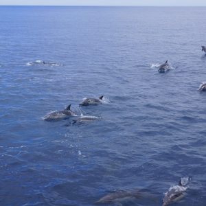 Common Dolphins