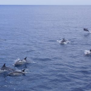 Common Dolphins