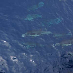 Common Dolphins