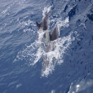 Common Dolphins