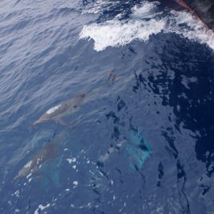 Common Dolphins