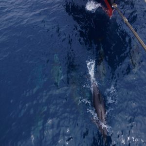 Common Dolphins