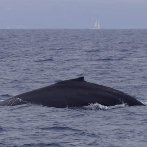 a whale jumping out of the water