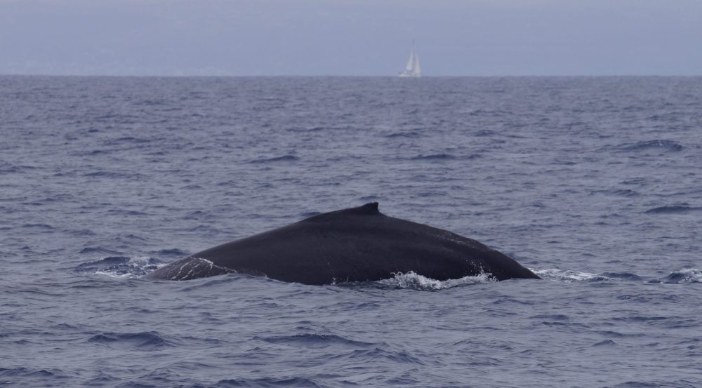 Humpback whale mom and calf
