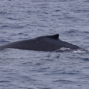 a whale jumping out of the water
