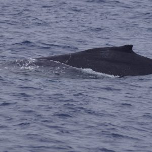 a whale jumping out of the water