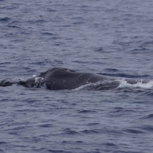 a whale swimming in a body of water
