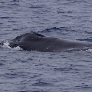 a whale swimming under water