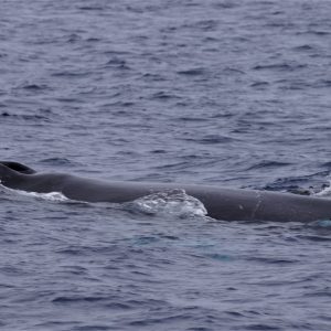 a whale swimming in a body of water