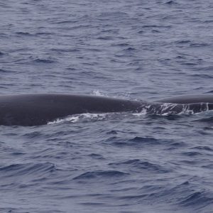 a whale jumping out of the water