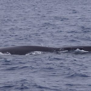 a whale jumping out of the water