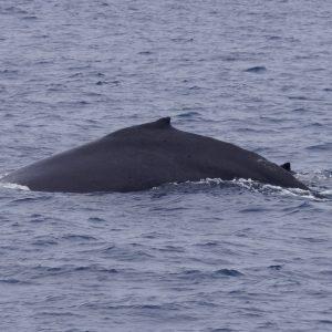 a whale jumping out of the water