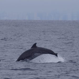 a whale swimming in a body of water