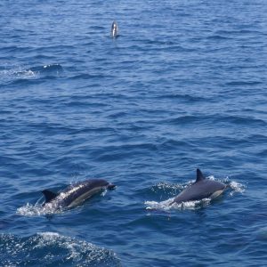 Common Dolphin