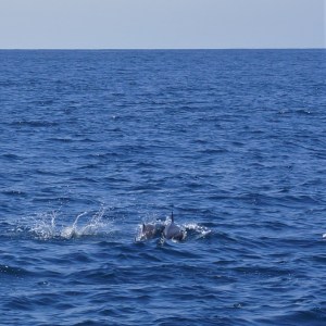 Dolphins