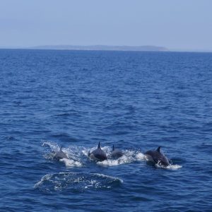 Common Dolphins
