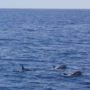 Dolphins
