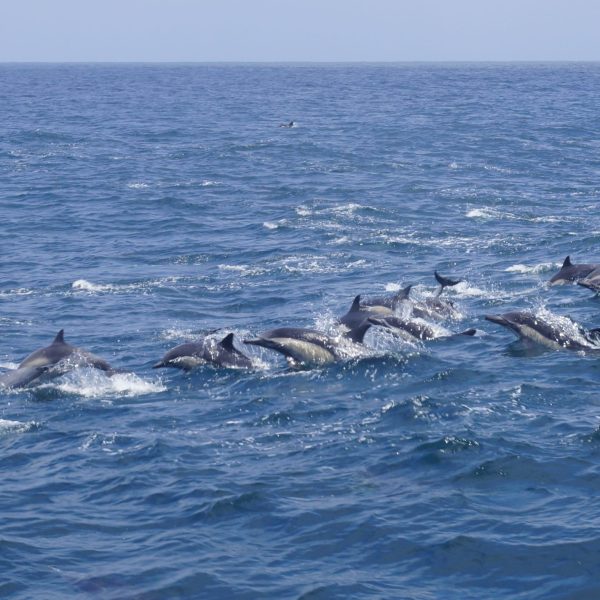 a whale jumping out of the water