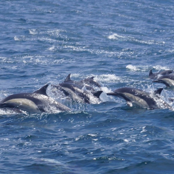 a dog swimming in a body of water