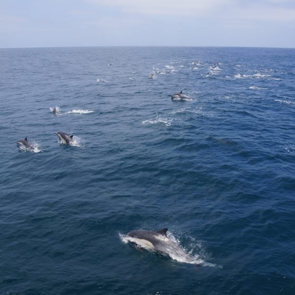 a group of people swimming in a body of water