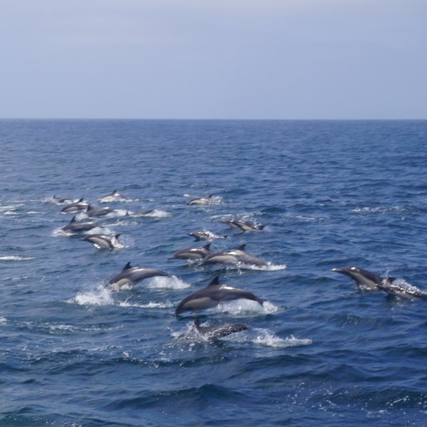 a flock of seagulls are swimming in a body of water