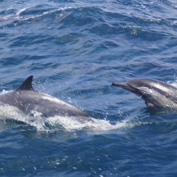 a person riding a wave on a surfboard in the ocean