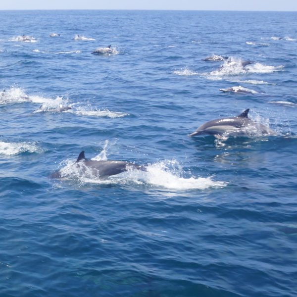a dolphin jumping out of the water