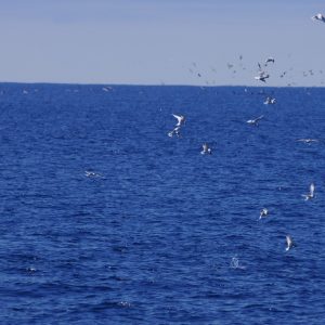 a flock of seagulls flying over a body of water